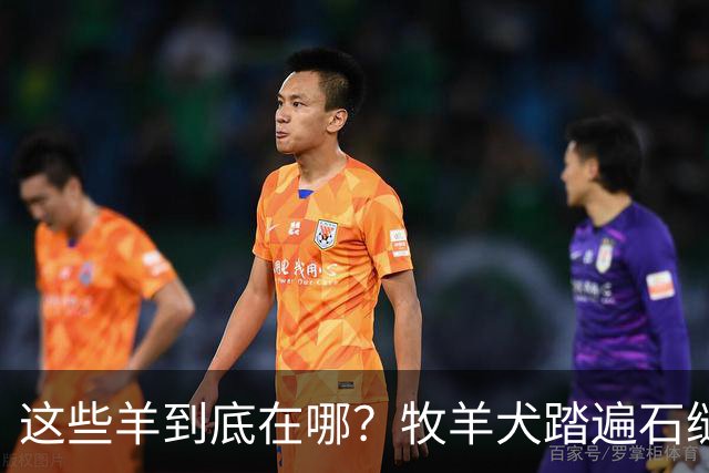 这些羊到底在哪？牧羊犬踏遍石缝只为把你找出来啊！